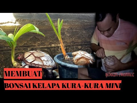 Membuat Bonsai Kelapa Kura Kura Mini Youtube