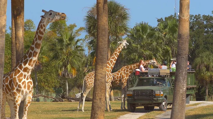 Florida Travel: Meet Amazing Animals on the Sereng...