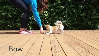 Chihuahua doing 15 tricks! by Koda The Spitz 1,343 views 3 years ago 2 minutes, 3 seconds