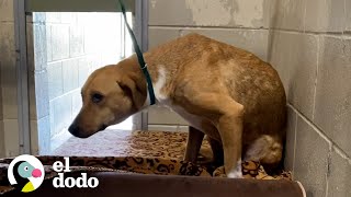 Perro de refugio 'agresivo' finalmente se siente seguro | El Dodo