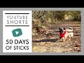 Stick Challenge Day 39 | Oscar The Handsome Pug #Shorts