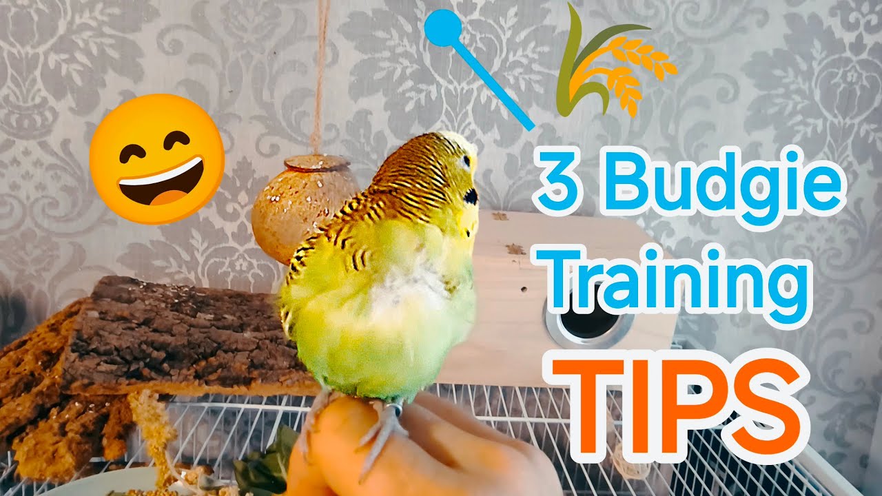 Think Budgie Training Is Hard? Try QUICK 3 easy Steps NOW - YouTube