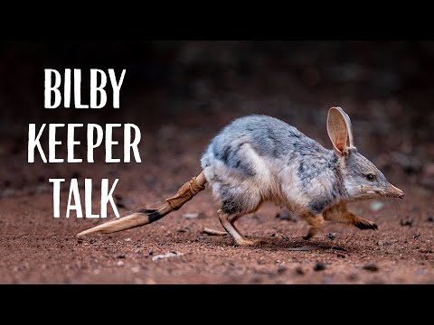 Greater Bilby Keeper Talk at Taronga Zoo Sydney