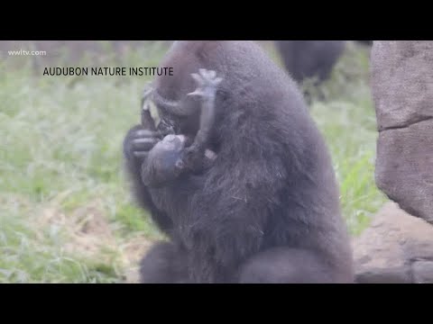 Video: Pet Scoop: Najstaršia gorila na svete sa mení na 56, vydavateľstvo Kalifornie Sea Canam sa môže voľne pohybovať