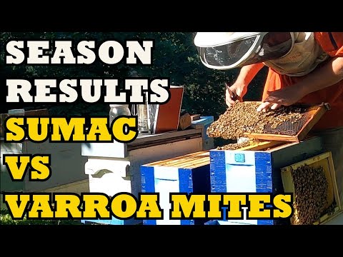 Season Results... Sumac Vs Varroa Mites