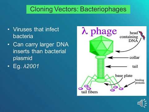 Week 12 Lecture