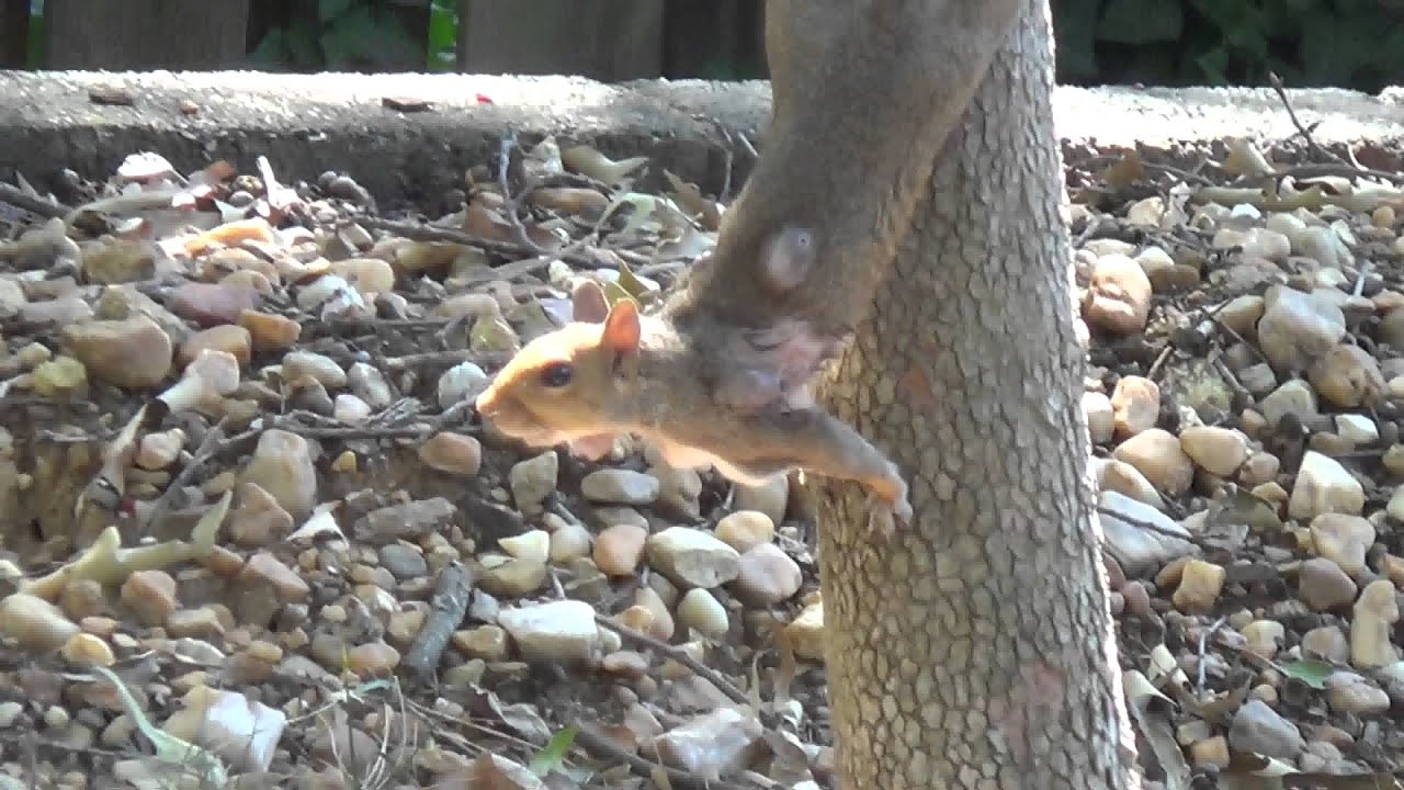 Squirrel infected with Bot fly larvae YouTube