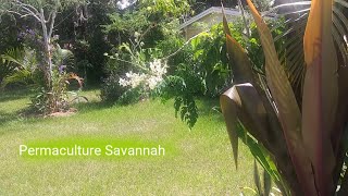Permaculture Savannah Microclimate | Gardening Log 23