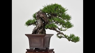 匠の盆栽】黒松 1点もの No.249【平松浩二】の盆栽を販売｜盆栽妙