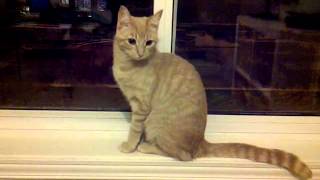 Dialogo Com Filomene