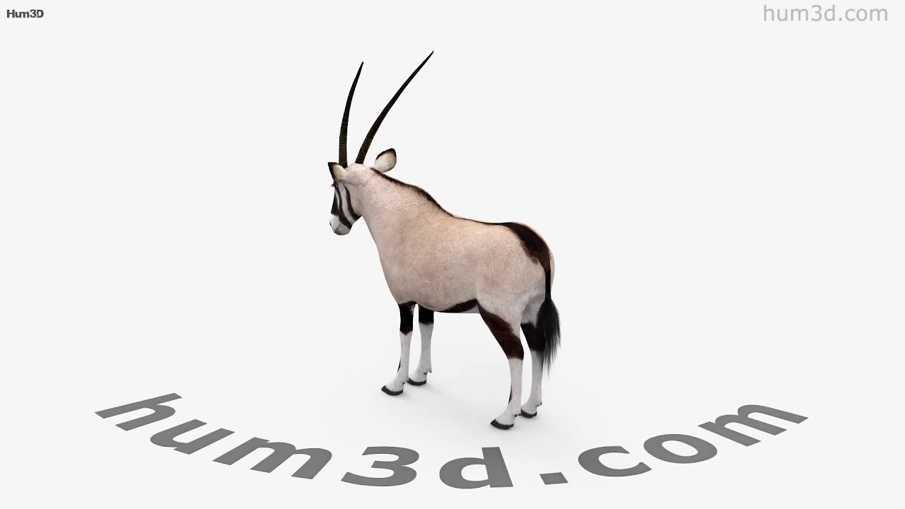 オリックス属 3dモデル 動物 On Hum3d