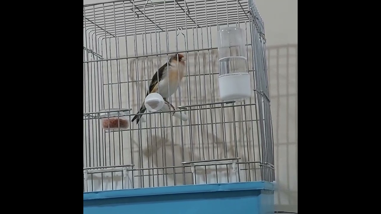 Goldfinch hybrid singing