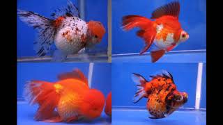 Hobi ikan koki (story so far)