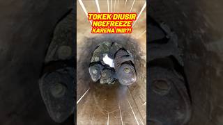 Pembasmi Tokek Yamori – Solusi Tuntas Usir Tokek yang Mengganggu dari Rumah