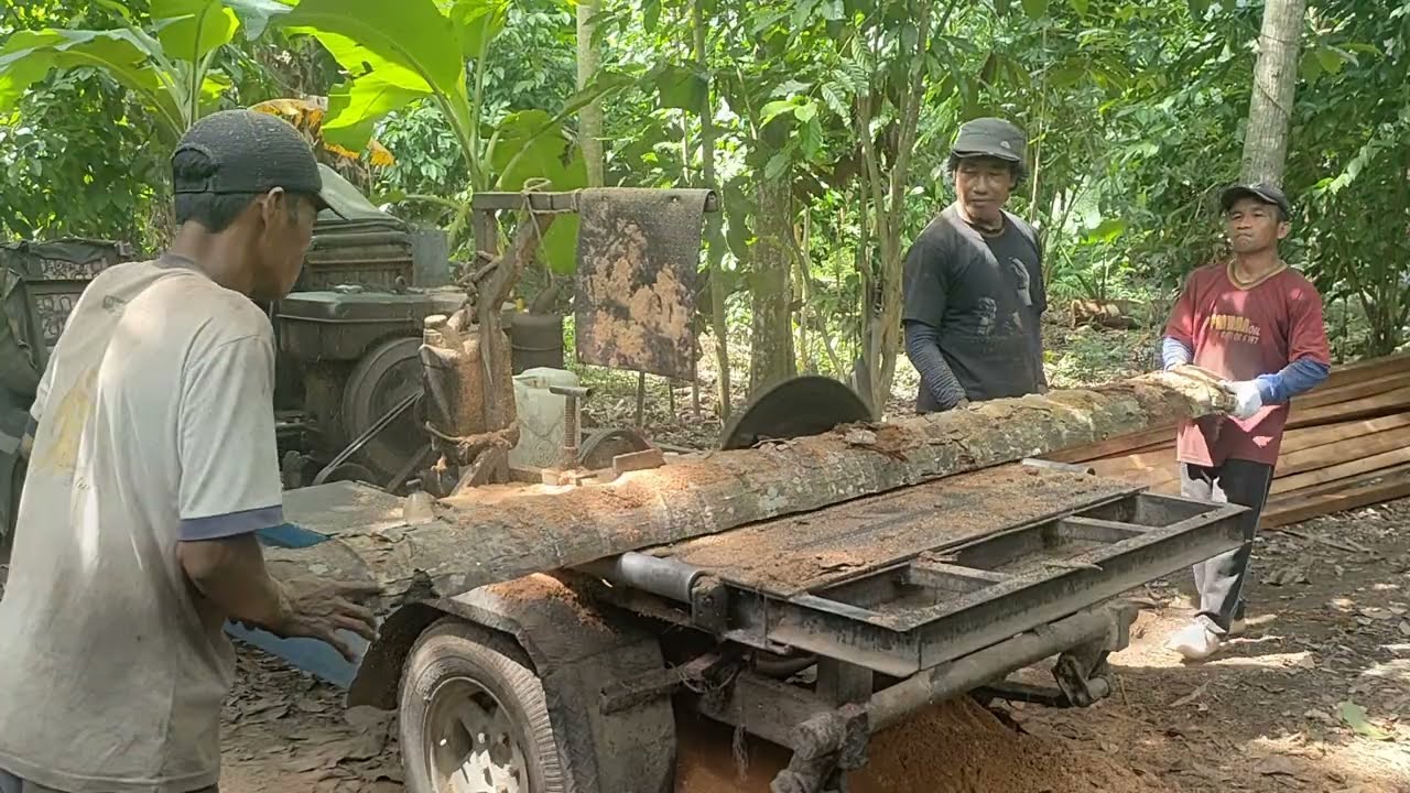 Sangat Indah, Proses Menggergaji Kayu Dengan Gergaji Bundar Rakitan 