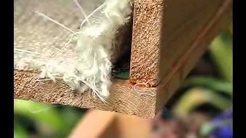 Leafcutter Bee  building nest