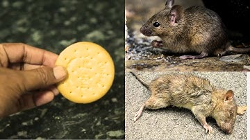 JUST 5 MINUTES | How toMice and Rats Disappear in 5 Minutes without using Poison or Traps