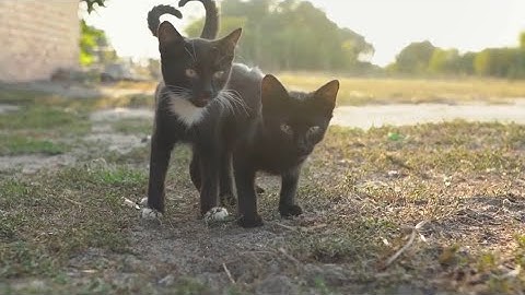 How Cats Communicate with Humans – Decoding Feline Language