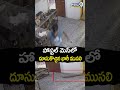 Rajasthan :హాస్టల్ మెస్ లో దూసుకొచ్చిన భారీ ముసలి | Prime9 Telangana