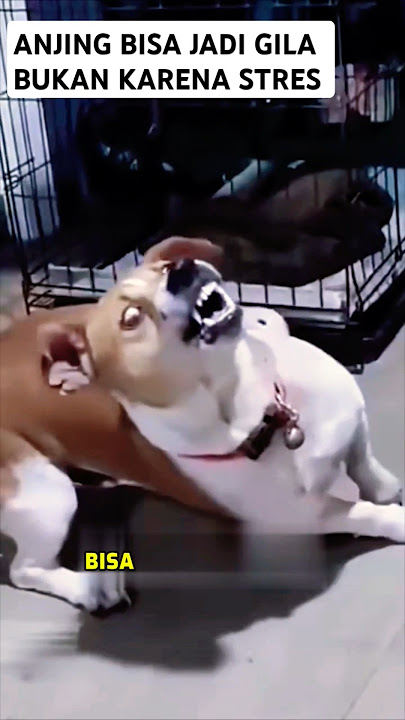 Download lagu Anjing Gila Bukan Karena Marah! Ini Fakta nya!)#short