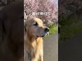 サクラの咲く季節に...。ゴールデンレトリバー烈#shorts #goldenretriever #大型犬のいる生活 #れつれつ #ゴールデンレトリバー #triplane