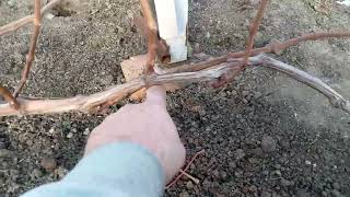 картинка: Виноград в Приморском Крае 🍇После уборки листа, формируем кусты🍇 перед обрезкой... 