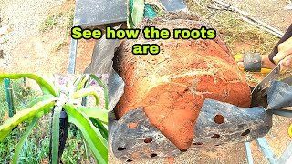 Dragon Fruit - help when the plant is not growing well