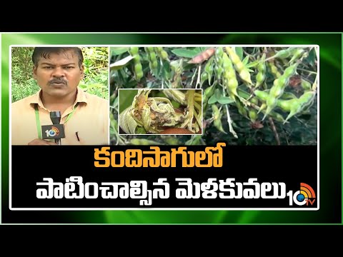 కందిసాగులో పాటించాల్సిన మెళకువలు | Techniques in Kandi Cultivation | Redgram | Matti Manishi | 10TV - 10TVNEWSTELUGU