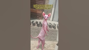 cate 🐈😺 funny 😂 dance video 📷#trending #sort #jokes #vairelsort #funny #cat #catvideos #cartton