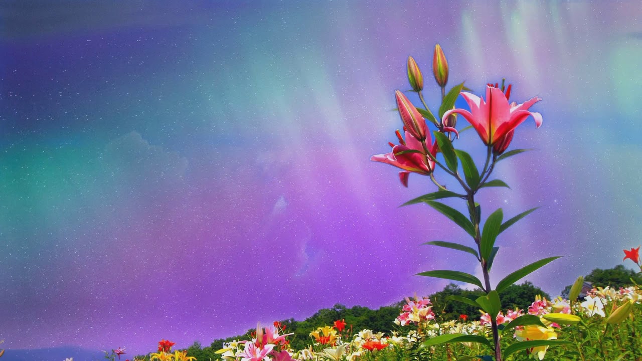 Beautiful Nature Scene of Flowers - Animation video background wallpaper  loops 1080p - YouTube