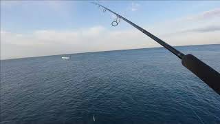 SHORE JIGGING -Tuna sotto costa