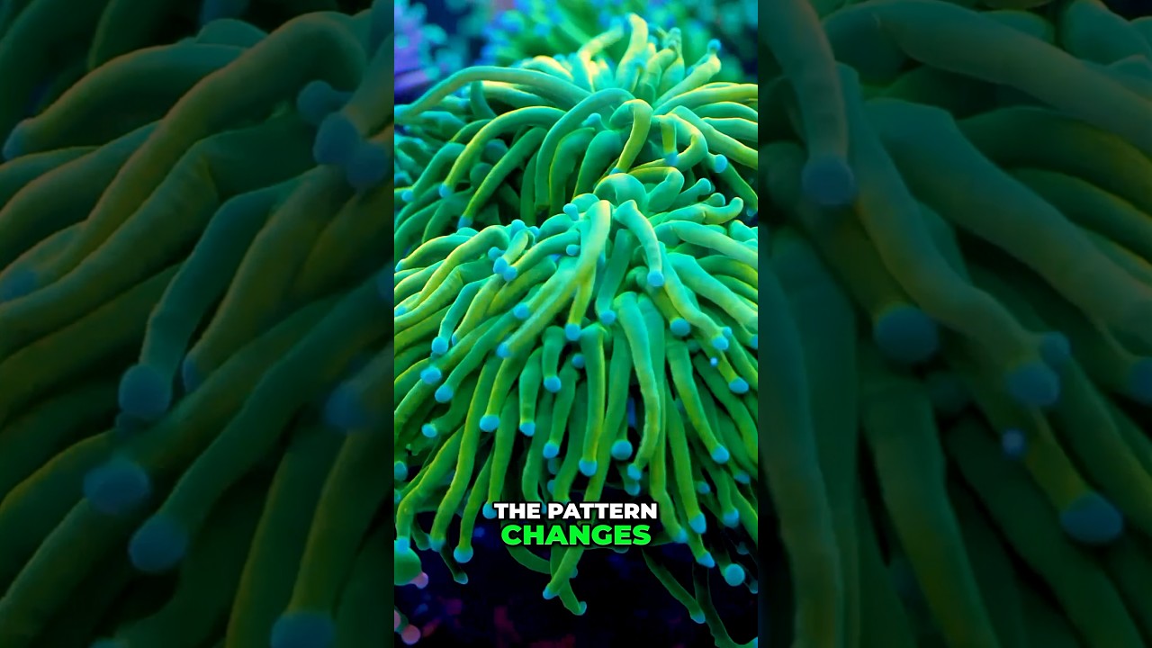 Reef Tank Flow - How Growing Corals Change Water Movement #worldwidecorals #fromourreeftoyours