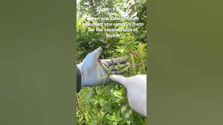 You can trim your salvias for the second flush of blooms - DayDayNews