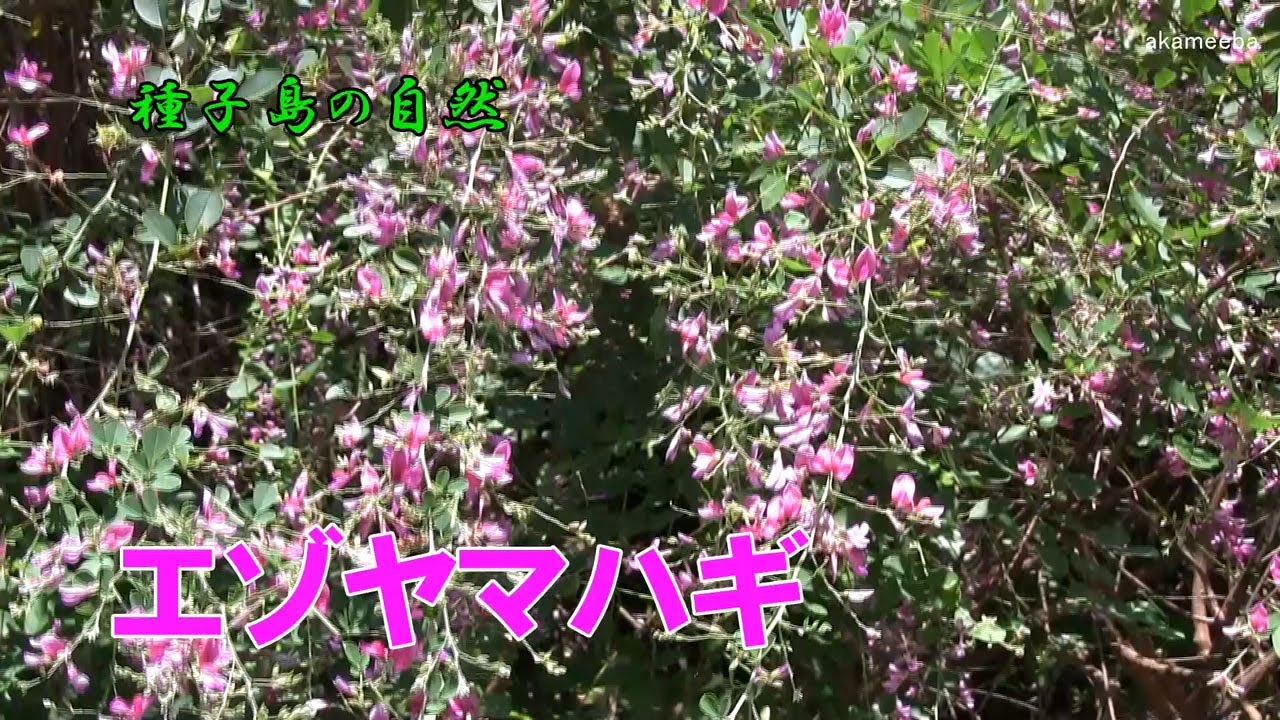 エゾヤマハギ 秋のころ葉腋に総状花序を出し紫紅色の蝶形の花を多数咲かせた開花風景 種子島の自然 Youtube エゾヤマハギ 秋のころ葉腋に総状花序を出し紫紅色の蝶形の花を多数咲かせた開花風景 種子島の自然 Youtube