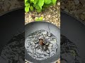 These Made My Patio Look SO Much Better