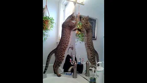 Watch the video about Zara In the Mirror