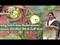 Bendakaya pulusu Telangana style/ Amma style village Bendakaya pulusu/Naatu bendakaya/Desi seeds