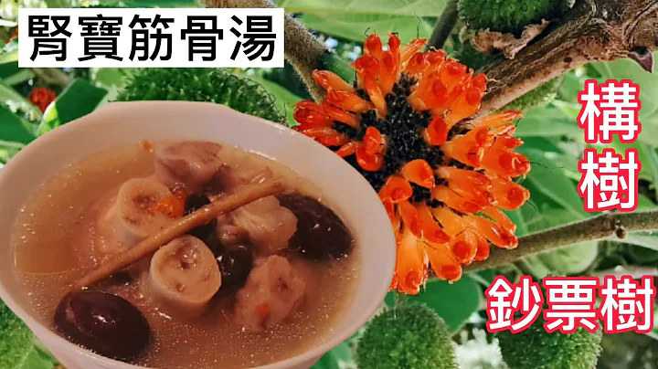構樹如刀❗胰臟癌吃四年構樹至今效果…🤣【腎寶構樹根筋骨湯】 完整配方顧筋骨顧眼睛 頑固牛皮癬 請收藏 鈔票樹 奶樹 當當樹 - 天天要聞