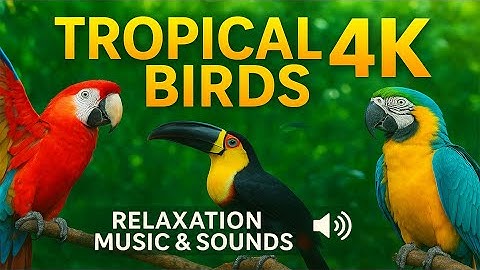 Tropical Birds with Their Names and Sounds in 4K – Nature Relaxation Music