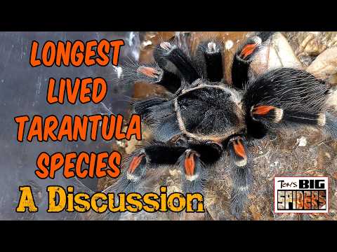 Longest Living Tarantulas - A Discussion