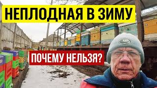 Зимовка пчел Возможна ли зимовка пчел с неплодной маткой - YouTube