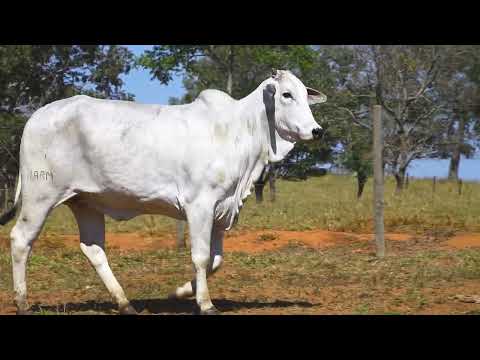 LOTE 25 HARM 6415