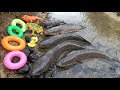 Membersihkan Ikan Gabus Hidup Buaya Kodok Bebek Iguana Gajah Anjing Singa Membersihkan Ikan Gabus Hidup Buaya Kodok Bebek Iguana Gajah Anjing Singa