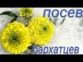 Посев и пикировка бархатцев. Стаканчики для рассады своими руками.