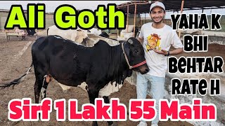 Yaha K rates Sahi Hogay | Ali Goth Mandi Karachi Cattle Rate Update 15-May-2024 | Cow Mandi