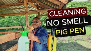 How to CLEAN a no SMELL pig pen | Pig Farming for Beginners | Raising Pigs