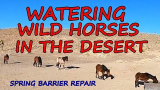 Repairing a Dangerous Corral In The Desert For The Wild Horses And Water Source Protection