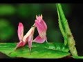 Top 15 coolest Praying mantis