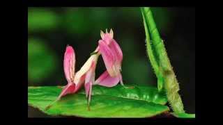 Top 15 coolest Praying mantis