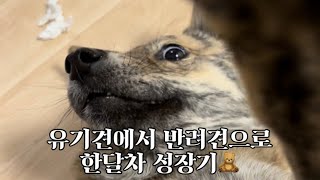 vlog🐯 진돗개 호구 입양 • 포인핸드 후기 • 진도믹스 • 시거르자브종 • 개육아 • korean puppy • 믹스견은 사랑🤍